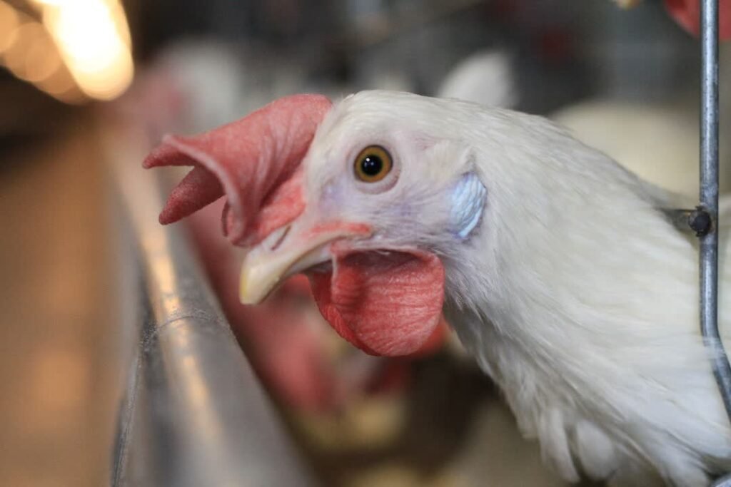 WhatsApp Image 2025-08-11 at 18.35.32 (1)