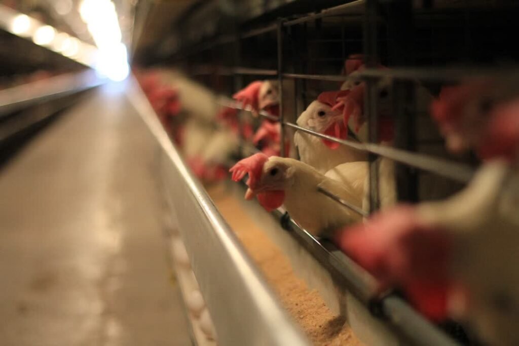 WhatsApp Image 2025-08-11 at 18.35.33