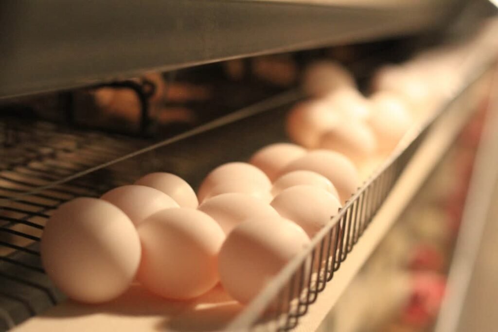 WhatsApp Image 2025-08-11 at 18.35.36