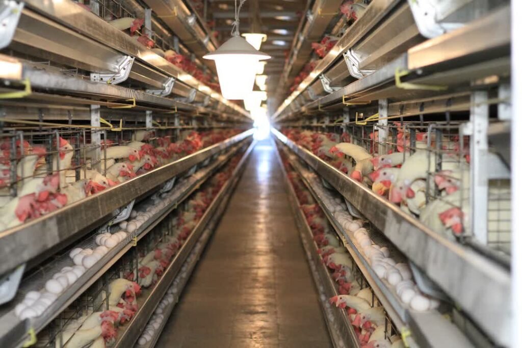 WhatsApp Image 2025-08-11 at 18.35.38